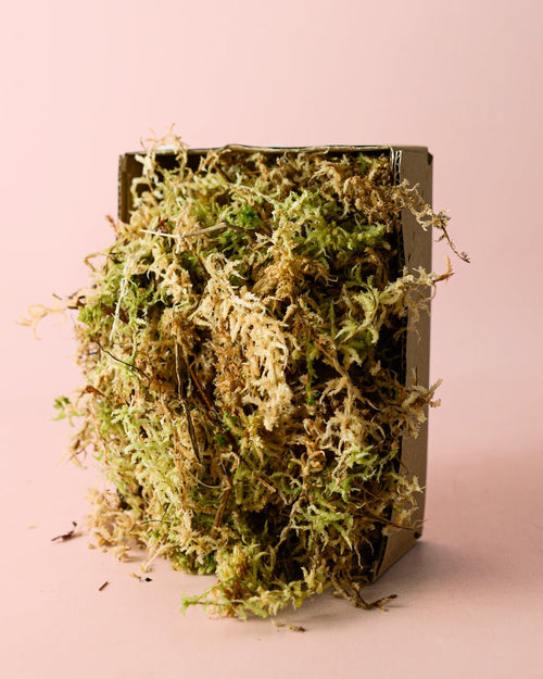 Musgo Sphagnum 100g - Pur Plant