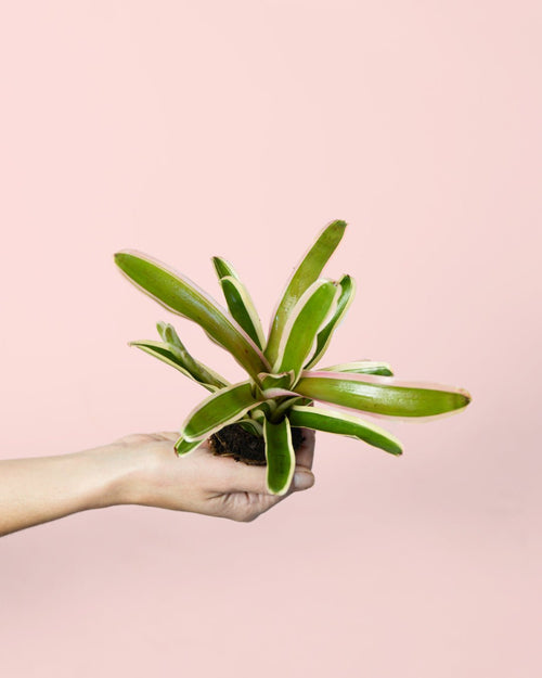 Nidularium Fireball Variegata Mini - Pur Plant