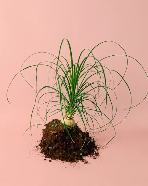 Nolina Recurvata M - Pur Plant