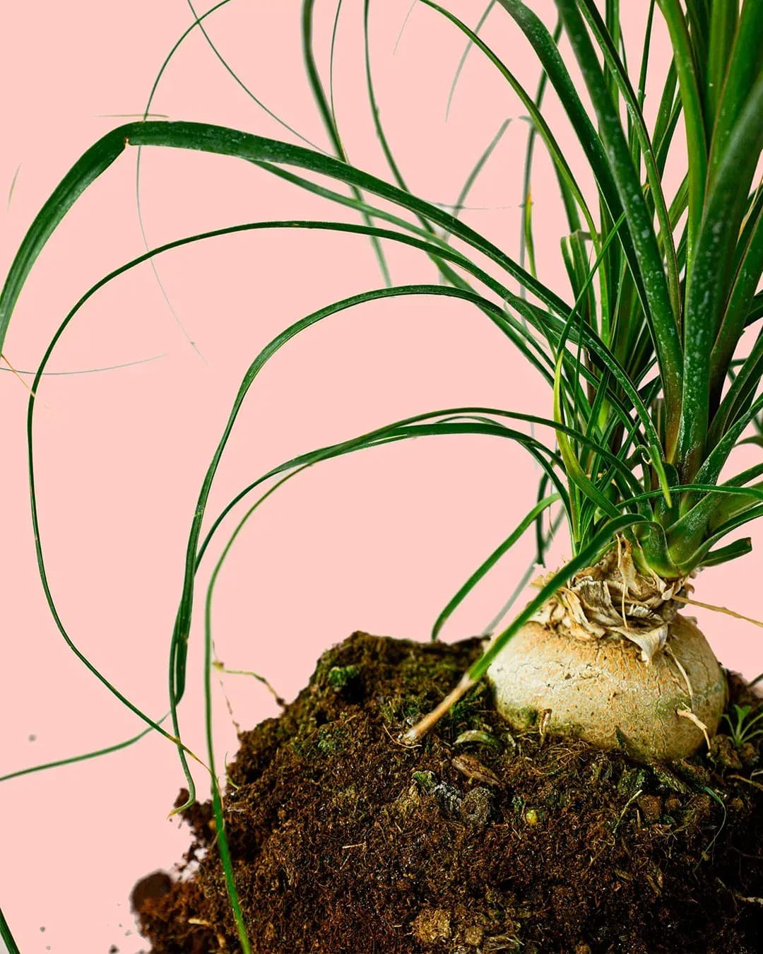 Nolina Recurvata M - Pur Plant