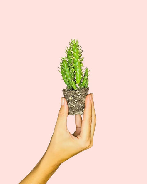 Opuntia Subulata Mini Cactus - Pur Plant