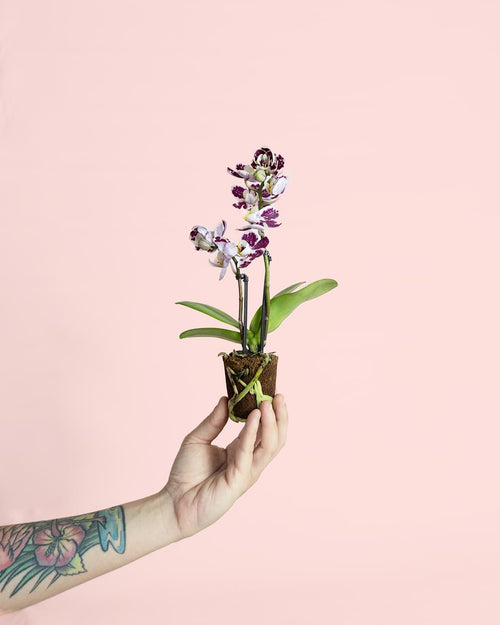 Orquídea Bicolor Mini - Pur Plant