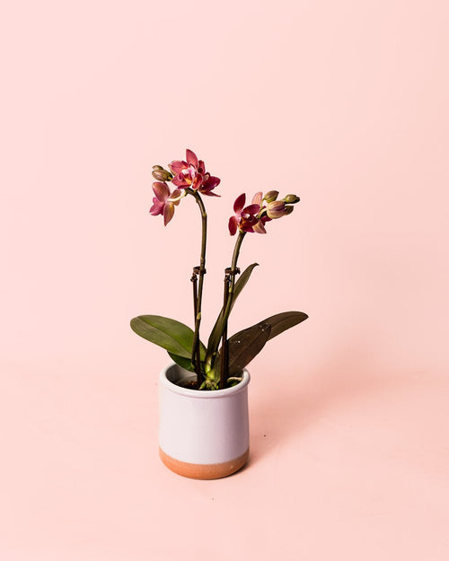 Orquídea Magenta Mini - Pur Plant