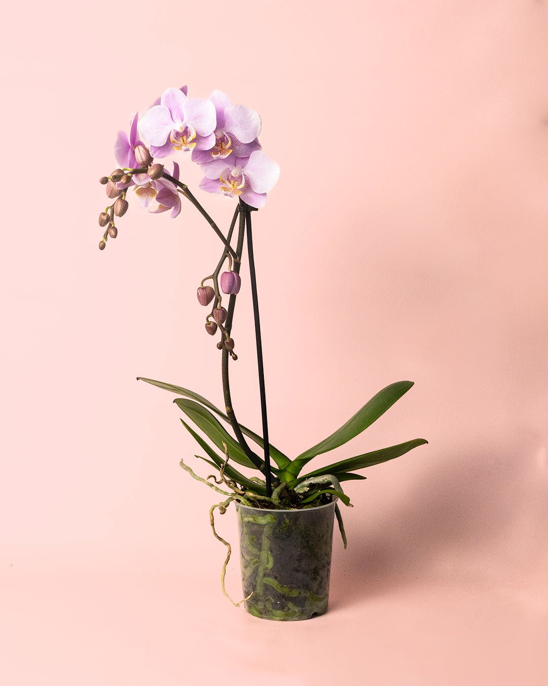 Orquídea Pink M - Pur Plant