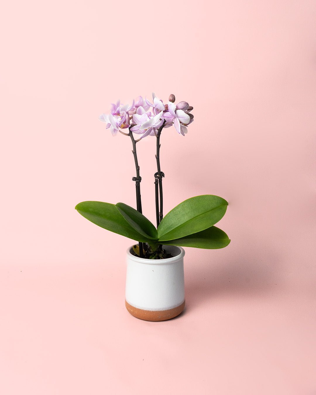 Orquídea Pink Mini - Pur Plant