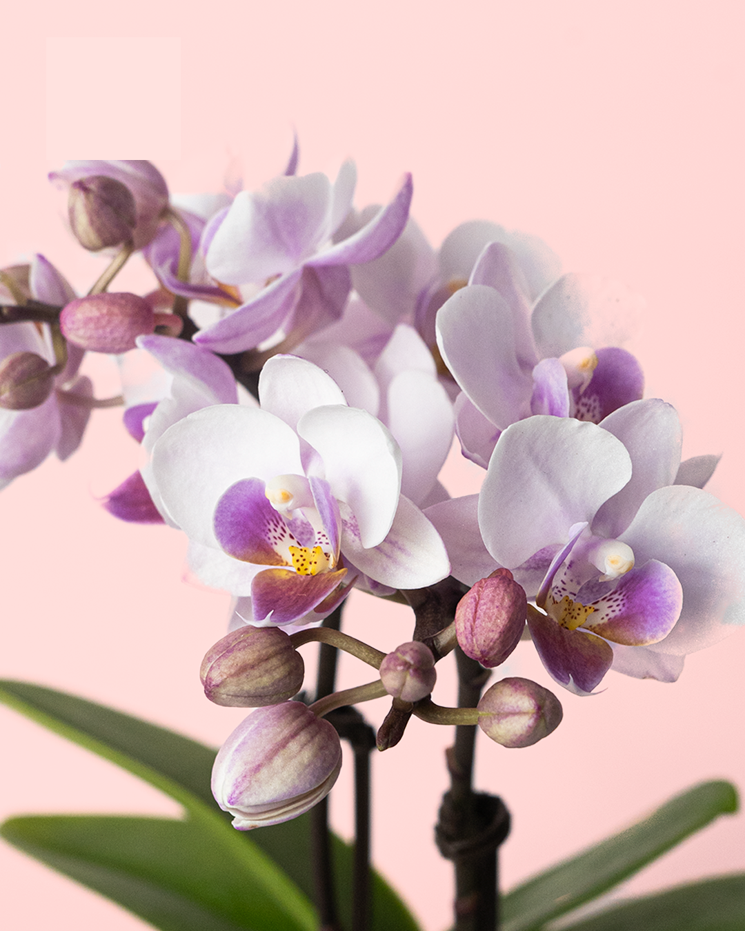 orquidea-pink-mini-flor_2