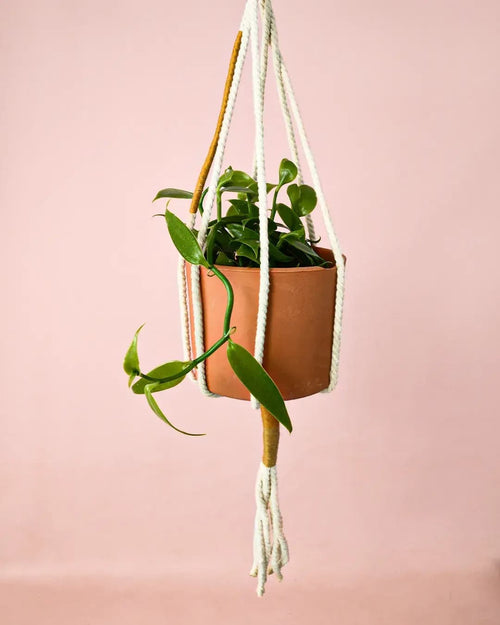 Orquídea Vanilla Planifolia - Pur Plant