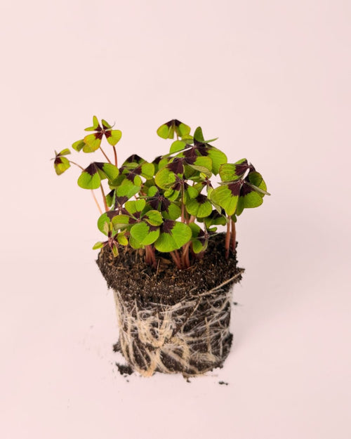 Oxalis Deppei – Trébol de la suerte - Pur Plant