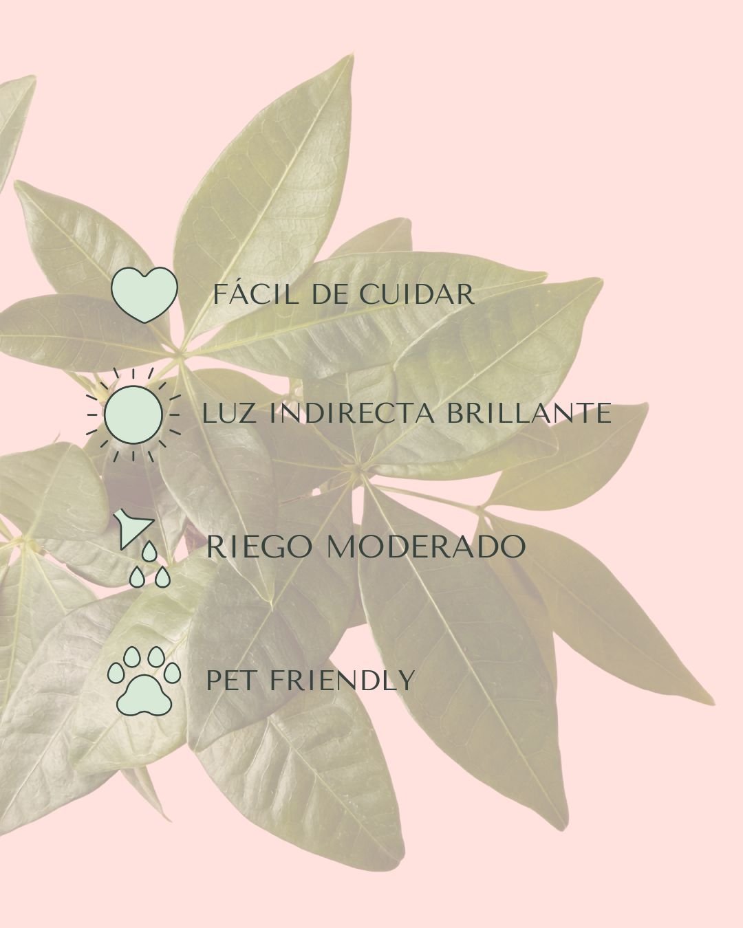 Pachira Aquatica – Árbol del Dinero Mini - Pur Plant