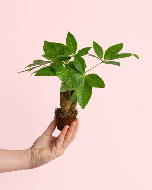 Pachira Aquatica – Árbol del Dinero Mini - Pur Plant