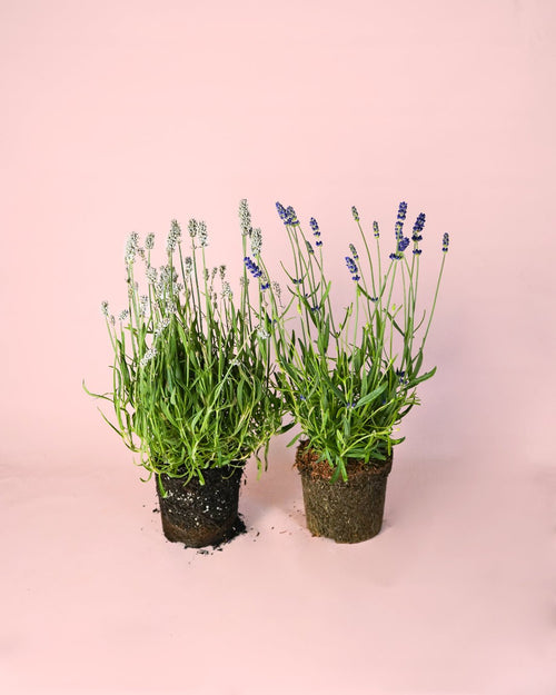 Pack 2 Lavandas: Morada y Blanca - Pur Plant