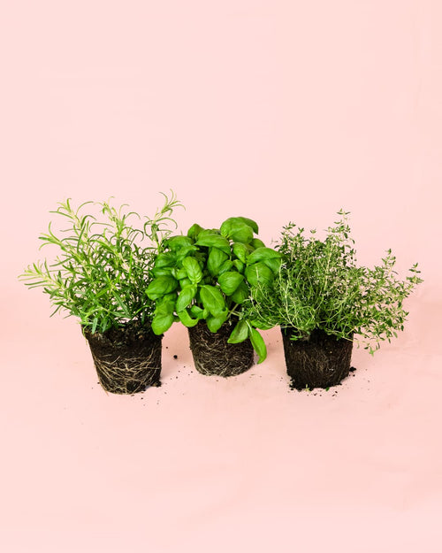 Pack 3x Mix Plantas Aromáticas - Pur Plant