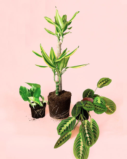 Pack 3x Plantas Medianas Fáciles de Cuidar - Pur Plant