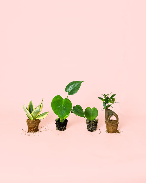 Pack 4x Mini Plantas Resistentes - Pur Plant