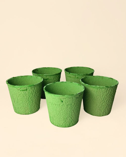 Pack 5x macetas biodegradable verde 9 cm - Pur Plant