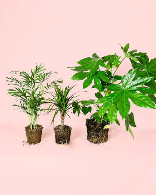 pack-plantas-poca-luz_2
