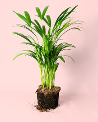 Palma Areca L