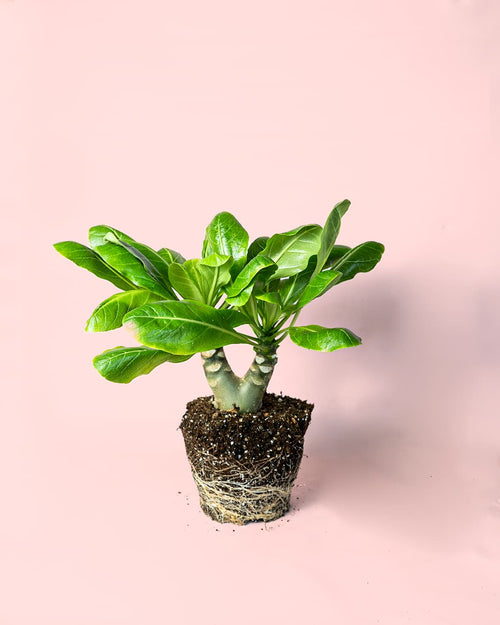 Palmera Hawaiana M - Pur Plant