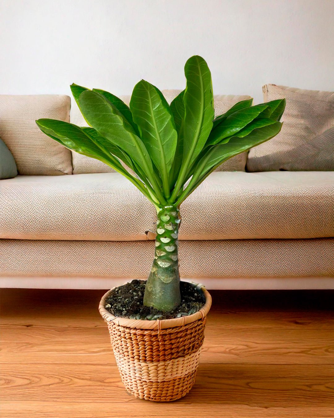 Palmera Hawaiana M - Pur Plant