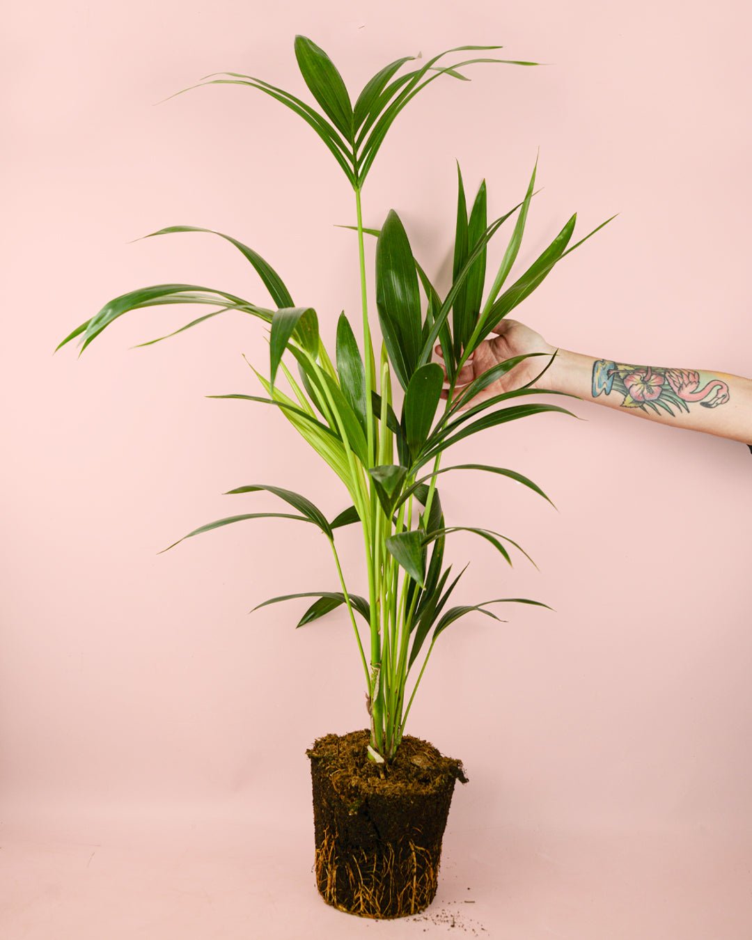 Palmera Kentia L - Pur Plant