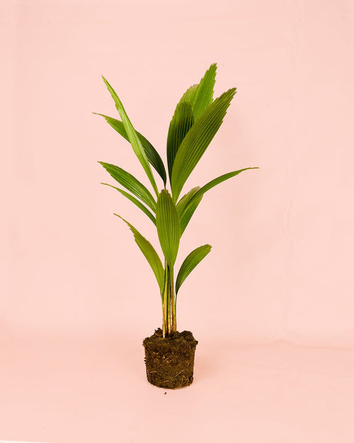 Palmera Licuala Grandis M - Pur Plant