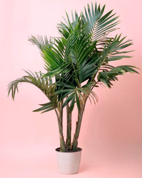 Palmera Real XXL - Pur Plant