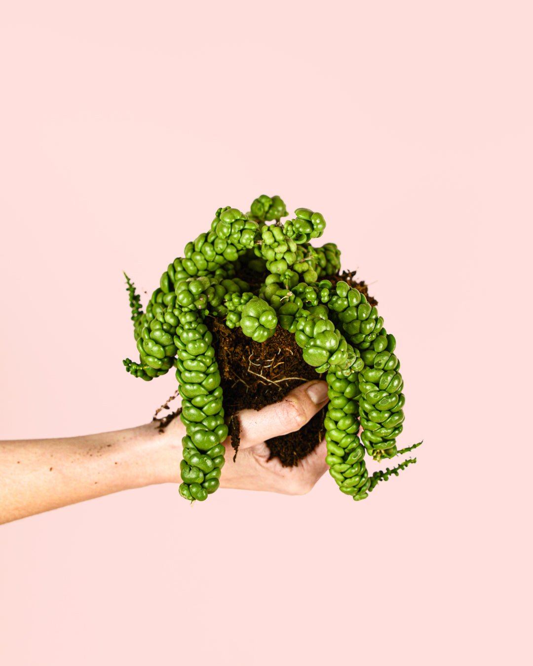 Pangolin Kisses Mini - Pur Plant