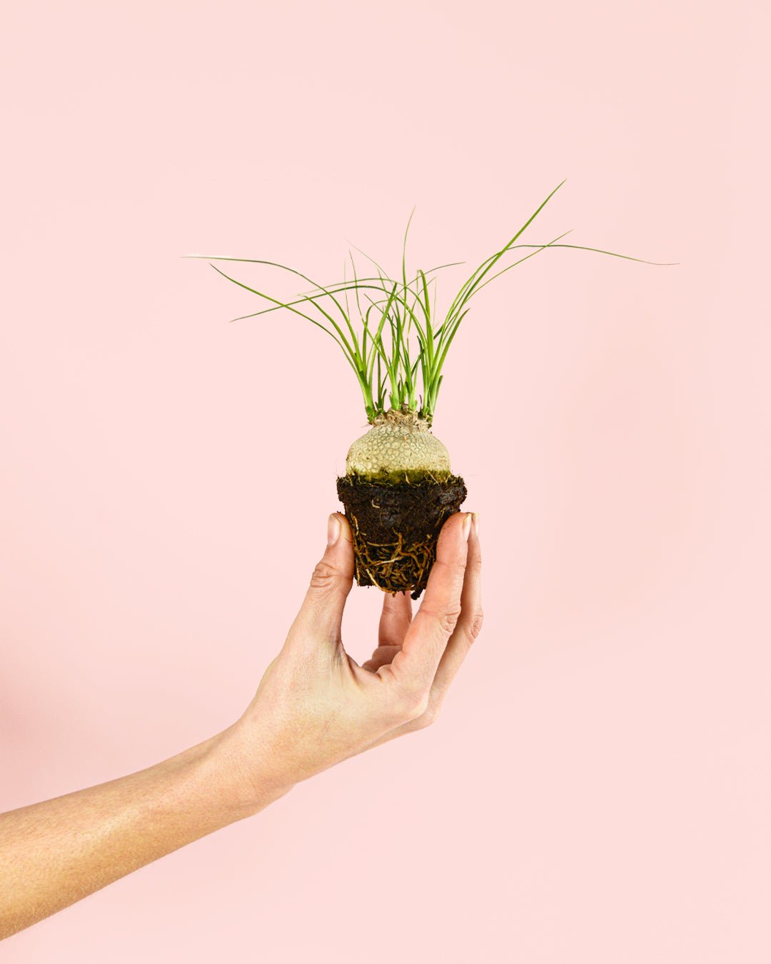 Pata de Elefante Mini - Pur Plant