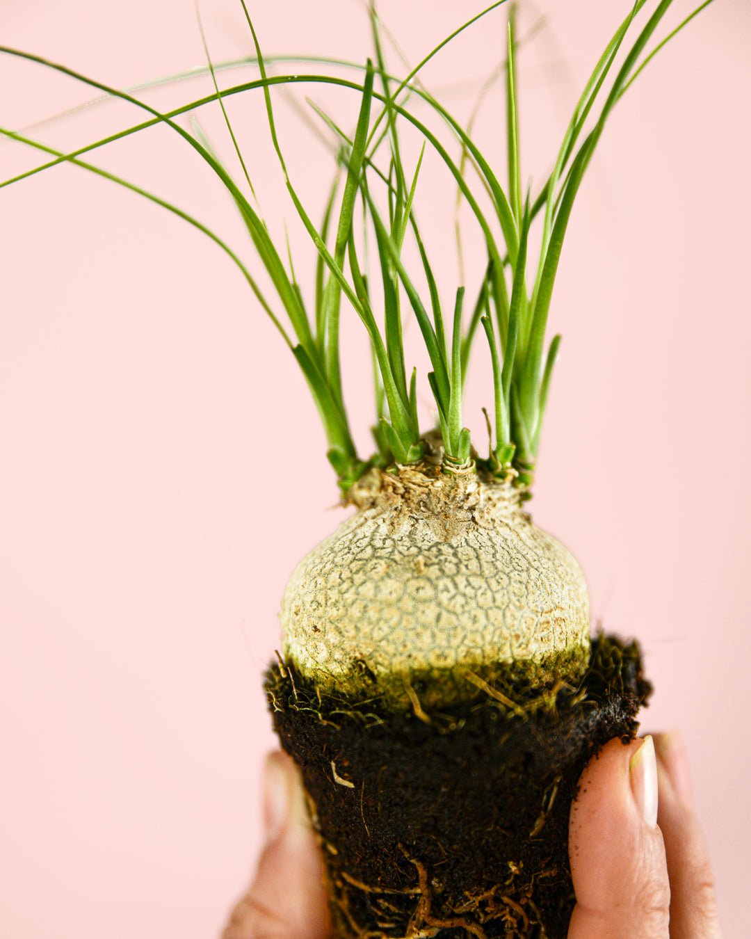 Pata de Elefante Mini - Pur Plant