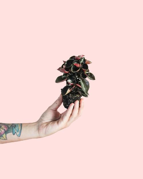 Peperomia Albovittata Colombiana Mini - Pur Plant