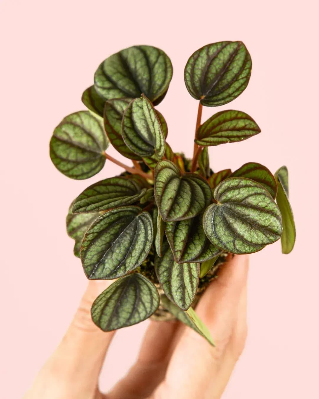 Peperomia Albovittata Mini - Pur Plant