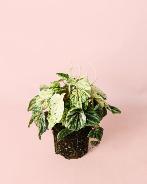 Peperomia Buenos Aires M - Pur Plant