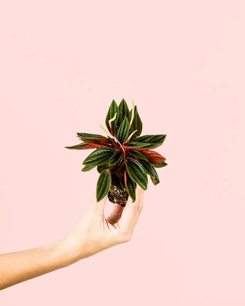 Peperomia Caperata Rosso Mini - Pur Plant