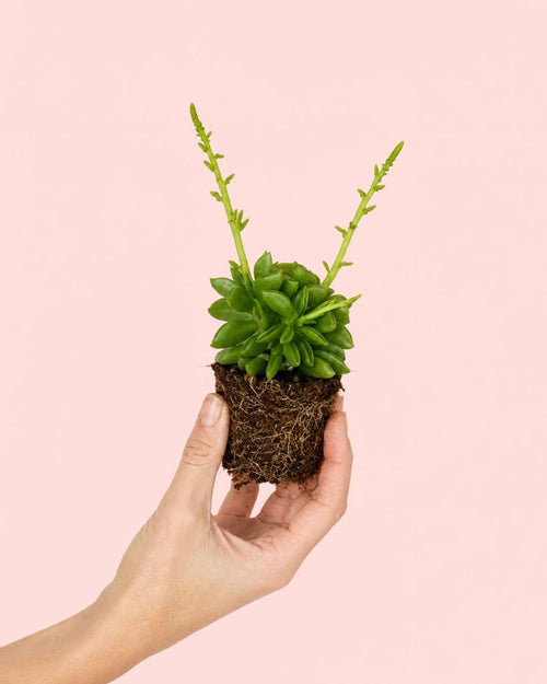 Peperomia Happy Bean Mini - Pur Plant