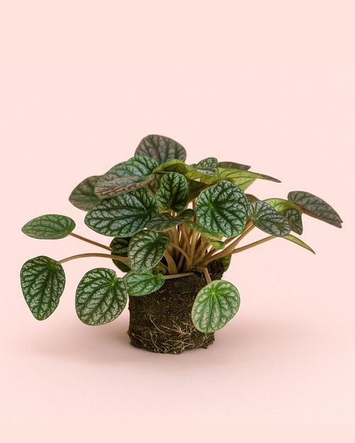 Peperomia Lucinda M - Pur Plant