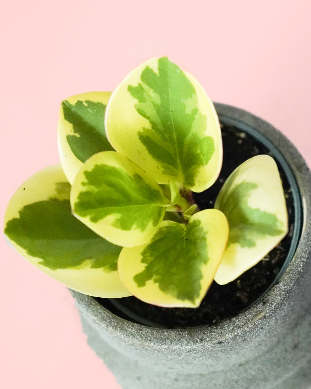 Peperomia Obtipan Bicolor Mini - Pur Plant