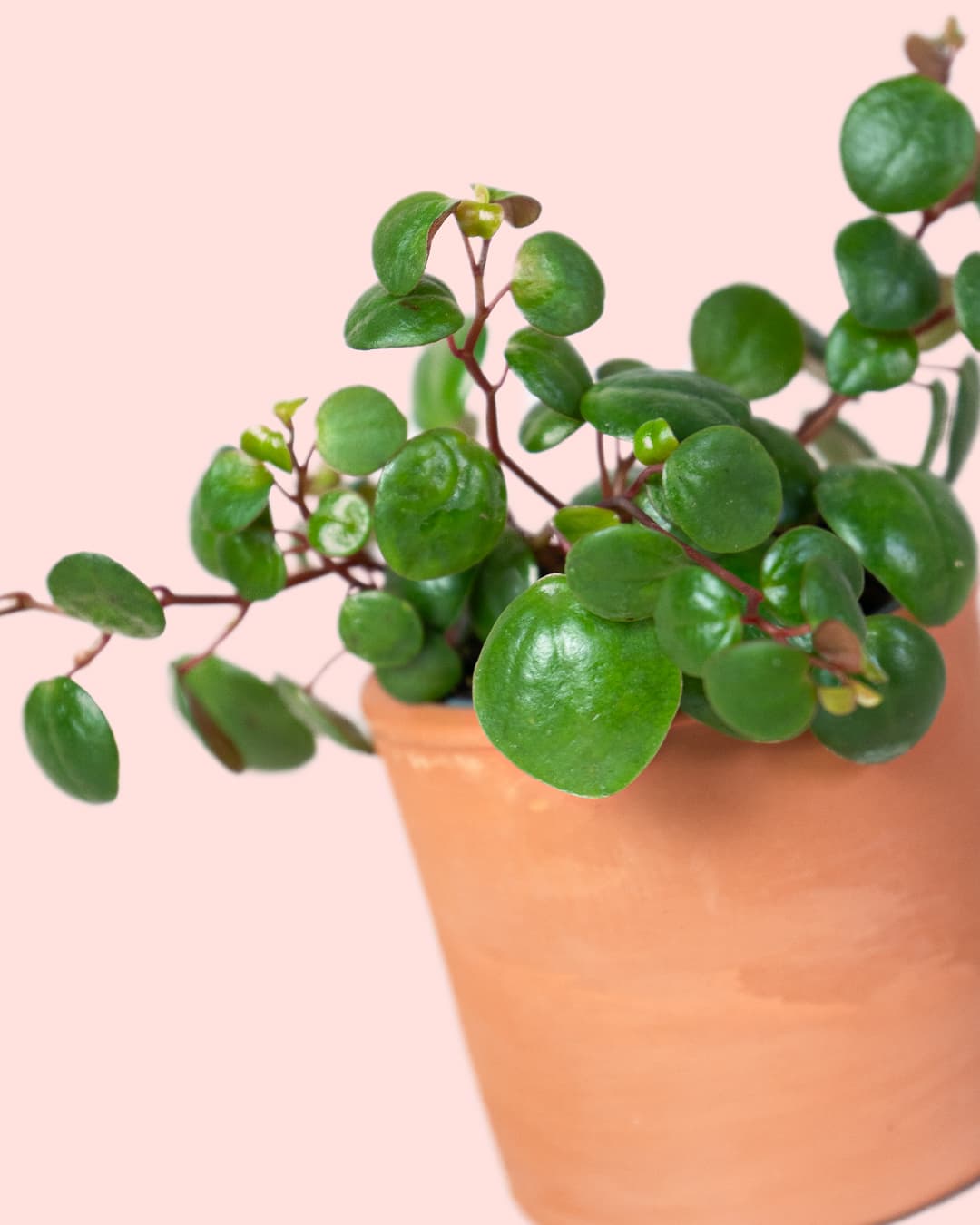 Peperomia Pepperspot Mini - Pur Plant