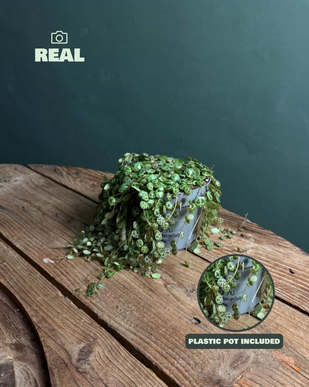 Peperomia Prostrata M - Pur Plant