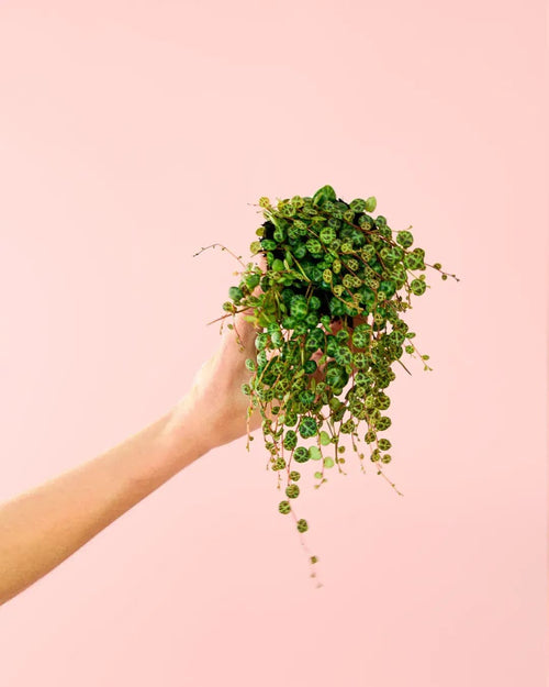 Peperomia Prostrata Mini - Pur Plant