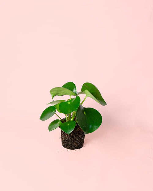 Peperomia Raindrop M - Pur Plant