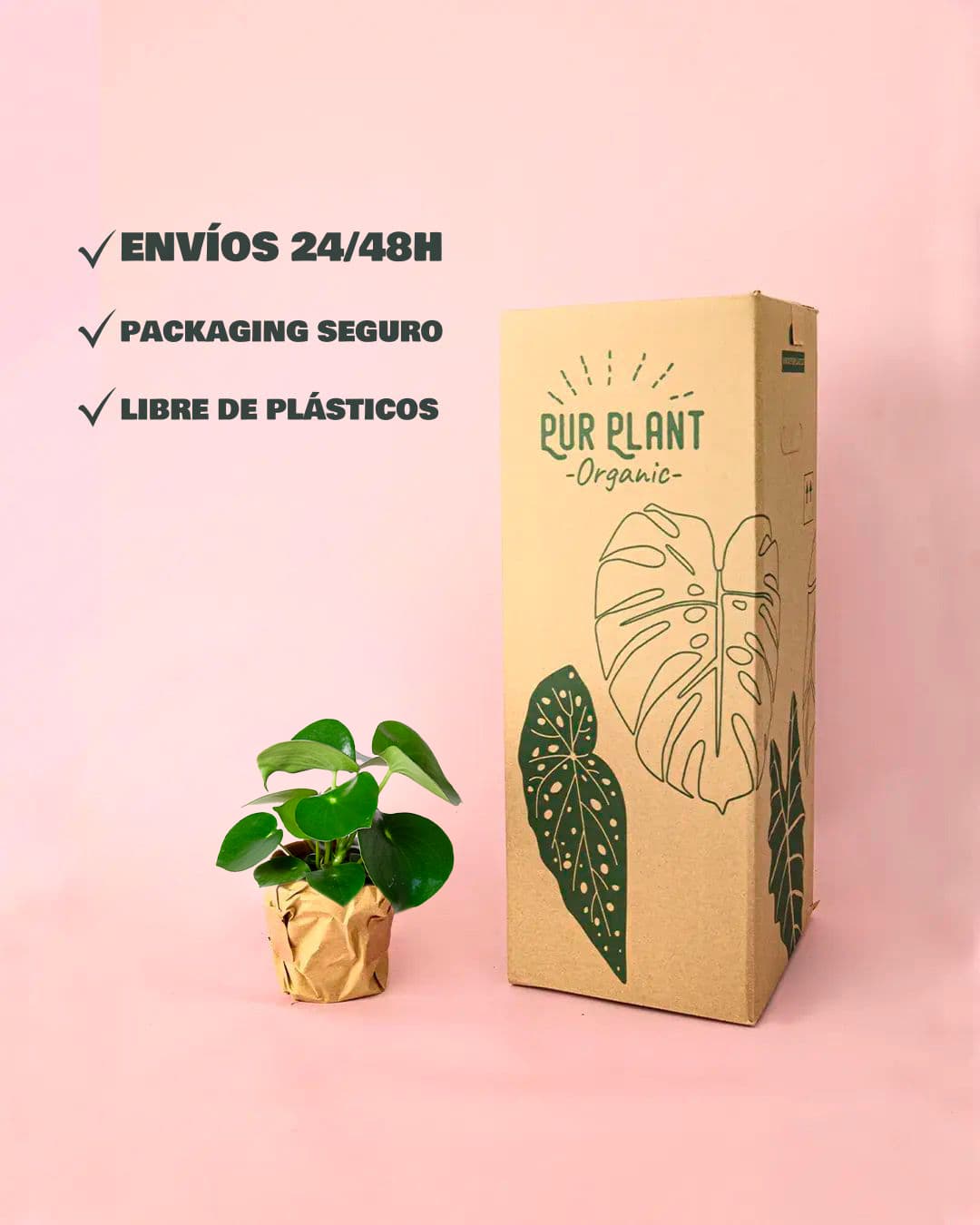Peperomia Raindrop M - Pur Plant