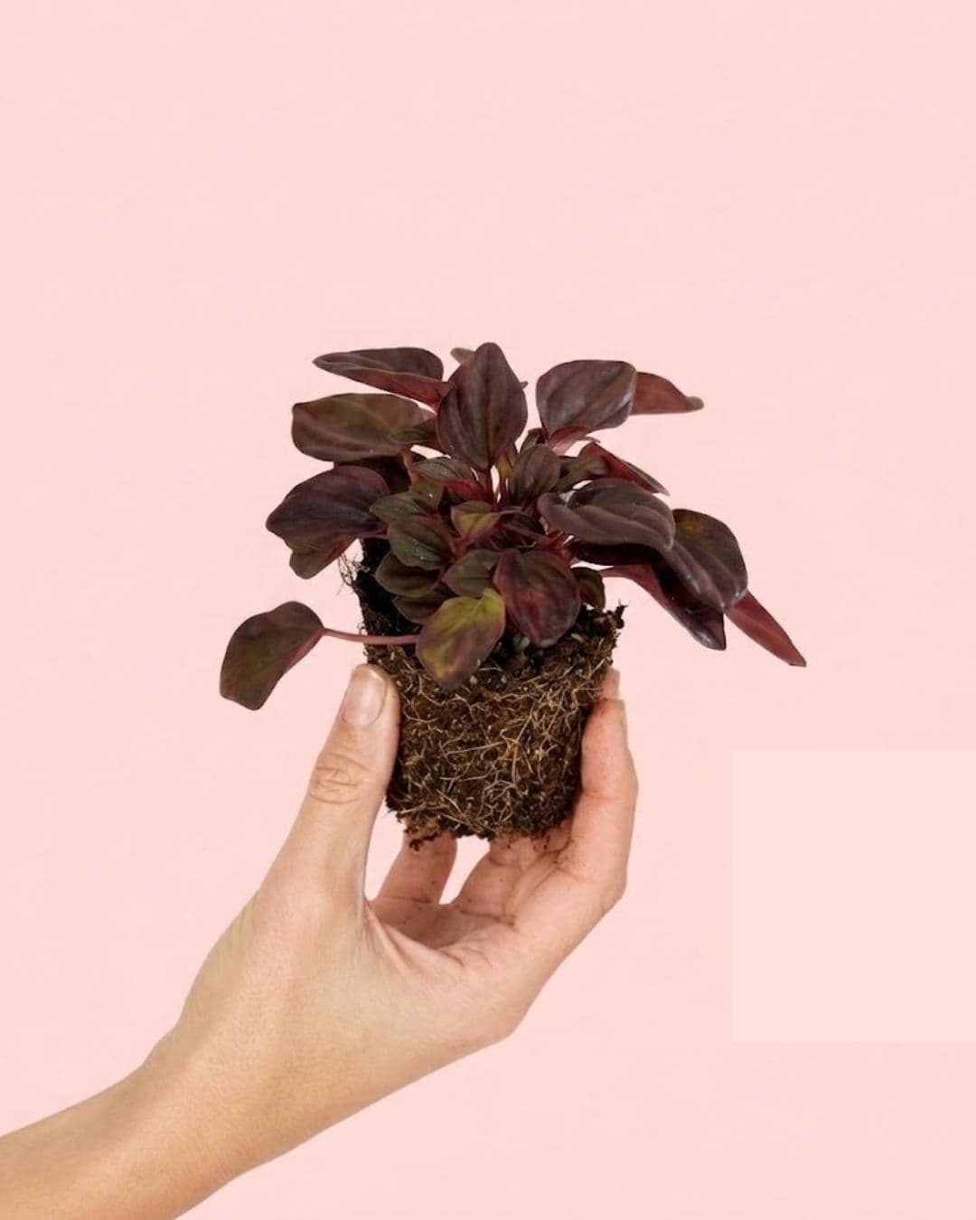 peperomia_chocolate_mini_plant