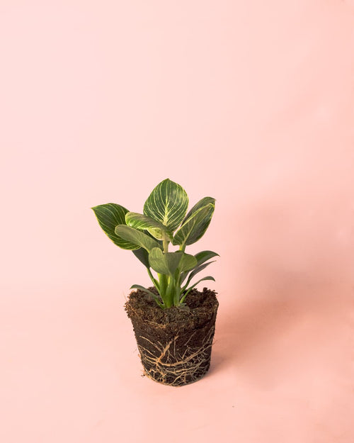 Philodendron Birkin M - Pur Plant