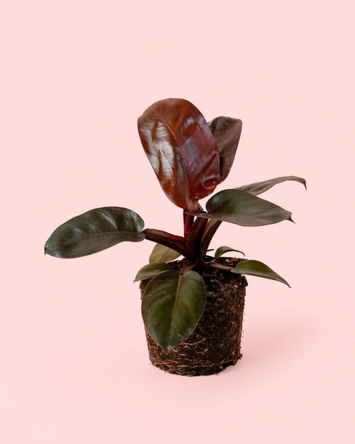 Philodendron Black Cardinal M - Pur Plant
