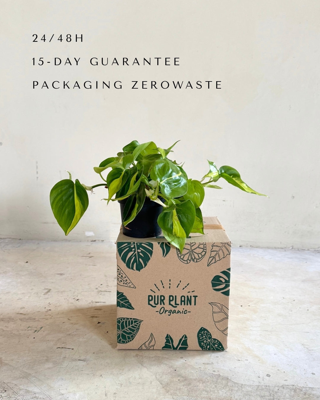 philodendron-brasil-m-packaging