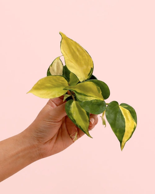 Philodendron Brasil Mini - Pur Plant