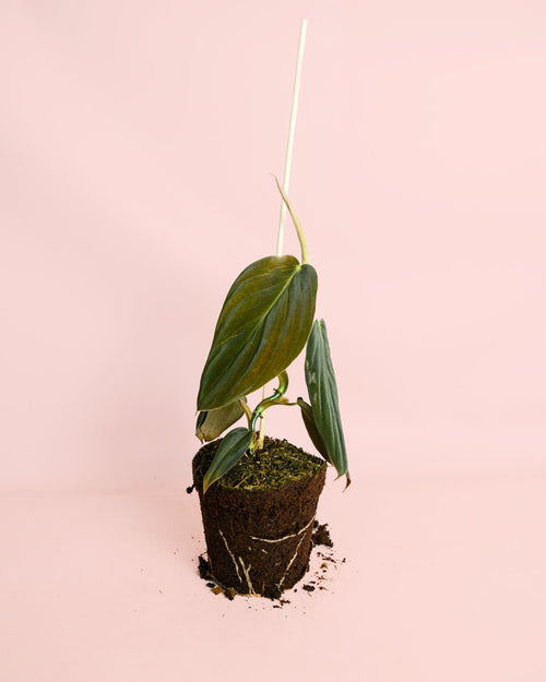 Philodendron Gigas M - Pur Plant