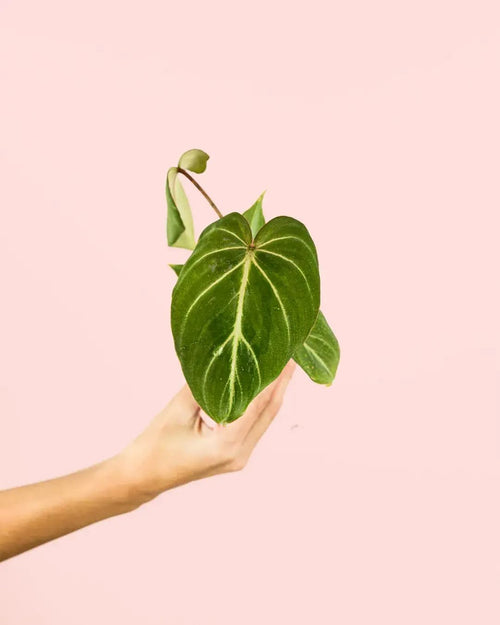 Philodendron Gloriosum Mini - Pur Plant