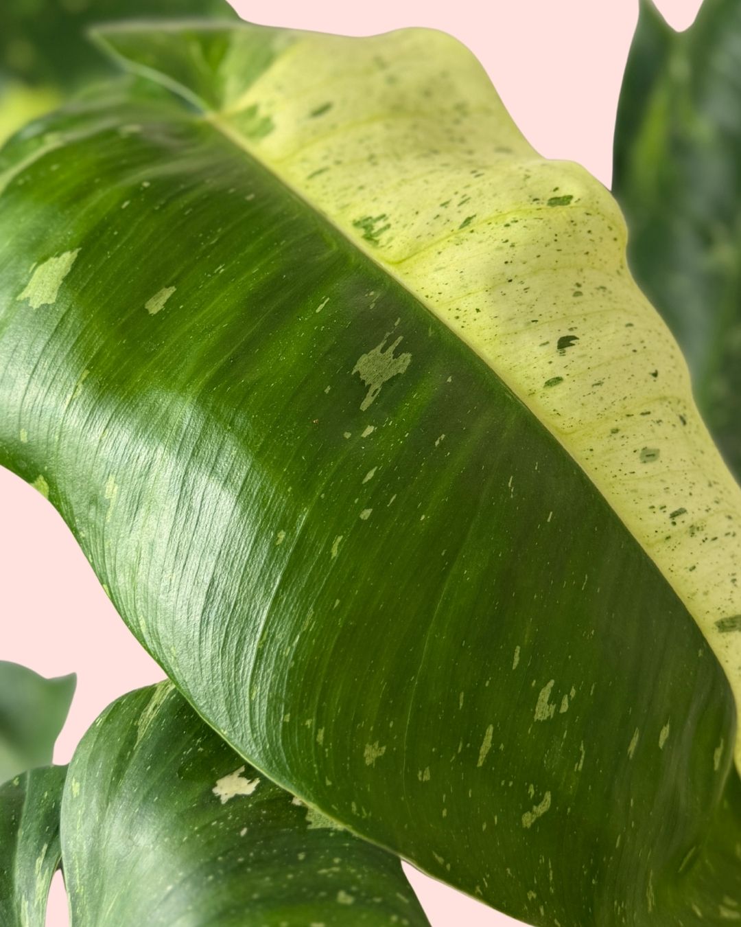 Philodendron Jose Buono M - Pur Plant