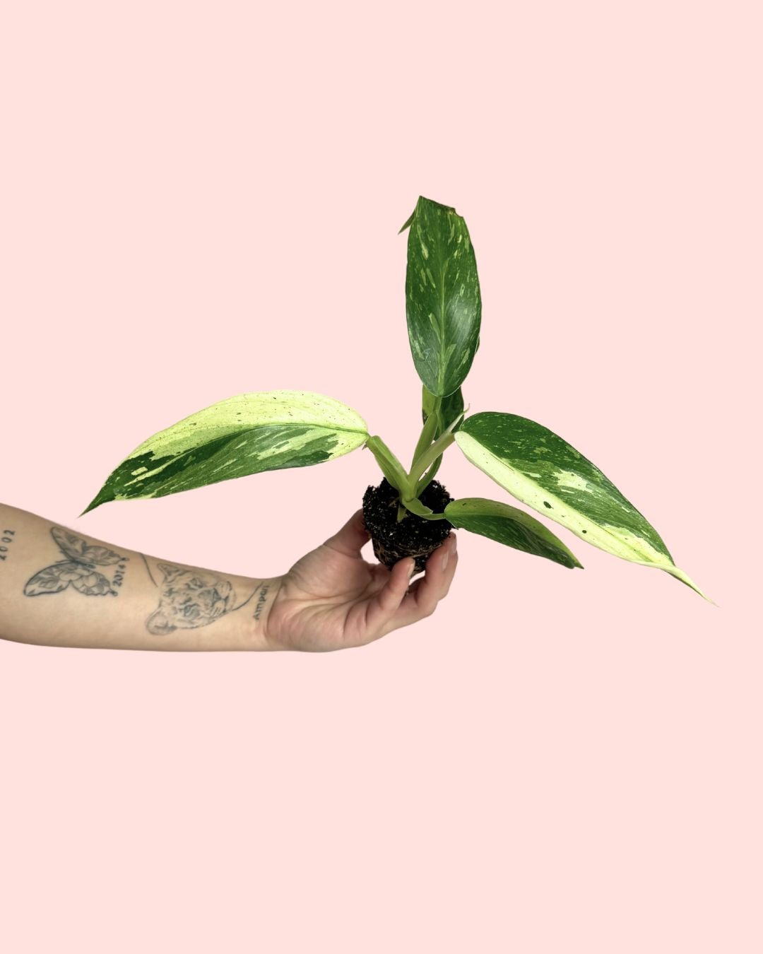 Philodendron Jose Buono Mini - Pur Plant